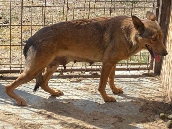 LOBA (♀) – Bild 3