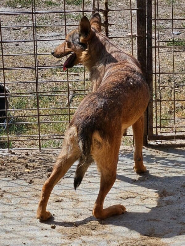 LOBA (♀) – Bild 2