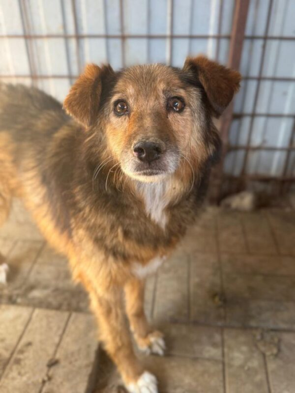 STARSKY (♂) - seit Anfang 2022 im Shelter – Bild 2