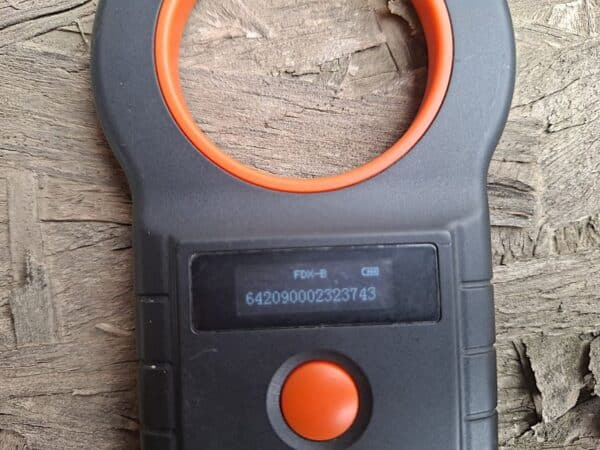 KESSI (♀) – Bild 9