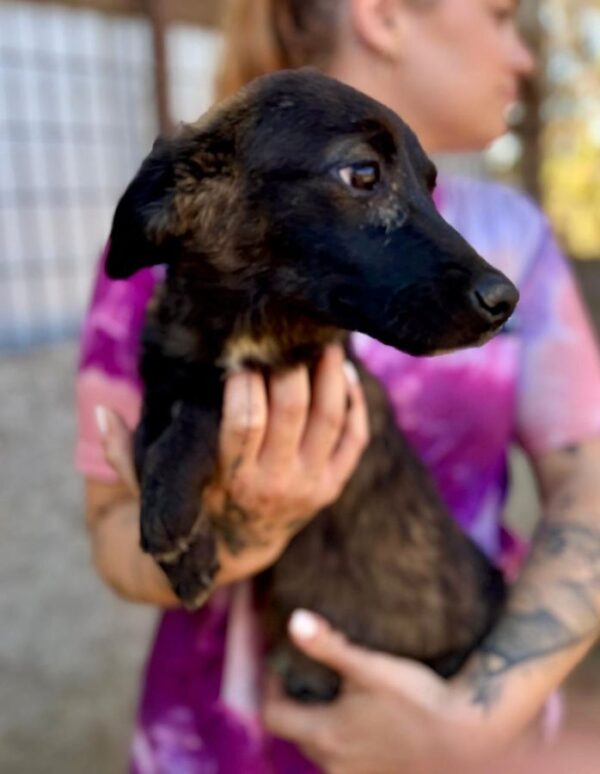 DAYTONA (♀) - reserviert Step by Paw (AL 25.09.) – Bild 2