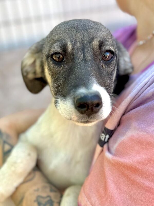 ELSIE (♀) – Bild 4