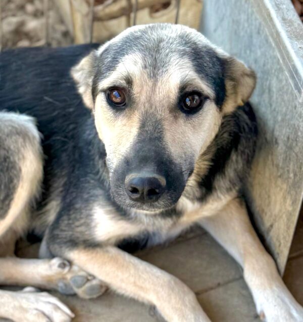 TIRANA (♀) reist auf Pflegestelle PLZ 21 - SE 26.09.