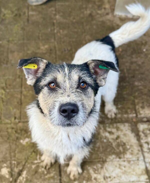 MIKY (♂) – Bild 4