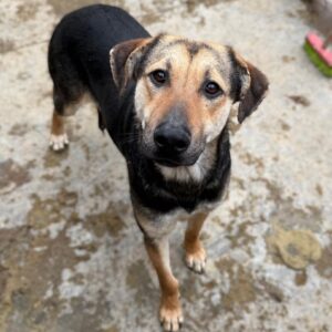 BRANDY (♂) - Notfall - Beissopfer (04/26)