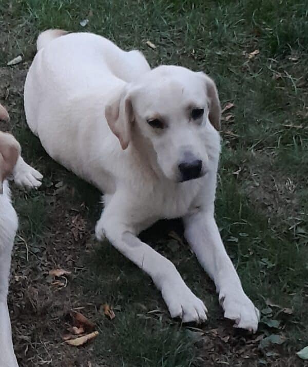 Lenni (♂) in 34473 Diemelstadt – Bild 2