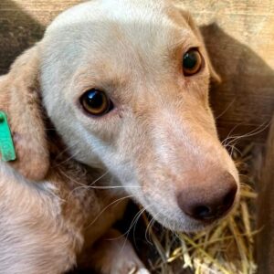 JOHANNA (♀) - Junge Angstschnapperin - sollte zeitnah reisen!