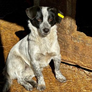 ANSELMA (♀) - vermittelt MD
