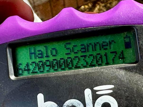 HOFFI (♂) - NOTFALL - starke Hautprobleme - sollte zeitnah reisen! – Bild 9