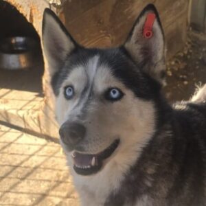 ARTICA (♀) - reserviert Tierhilfe Lebenswert DR 11.04.26