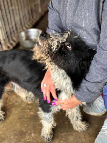 RADISH (♂) - ehemaliger Besitzerhund - sollte zeitnah reisen! – Bild 3