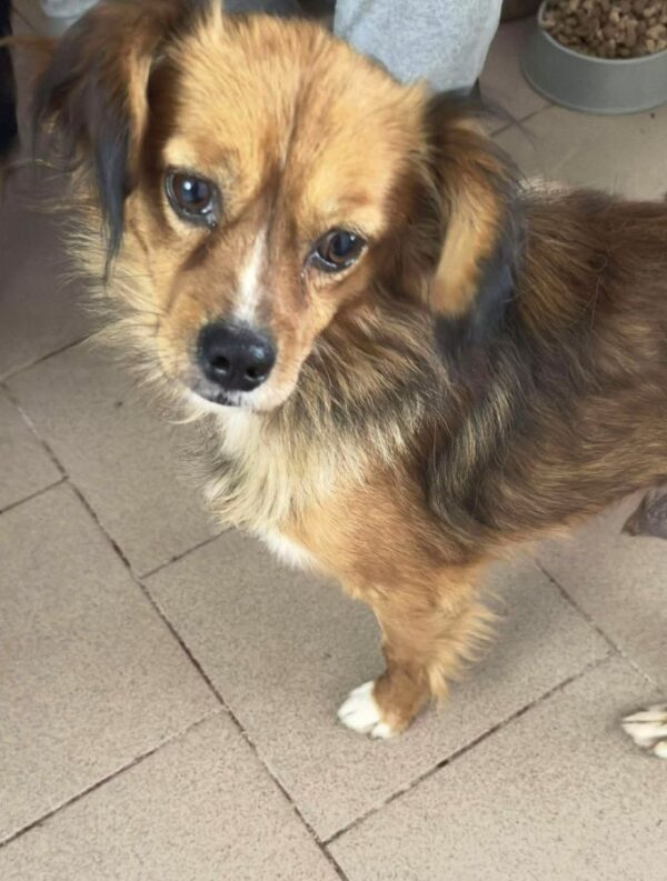 LUMO (♂) - hat Tumor – Bild 5