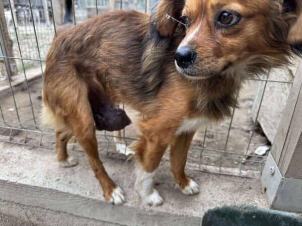 LUMO (♂) - hat Tumor – Bild 9