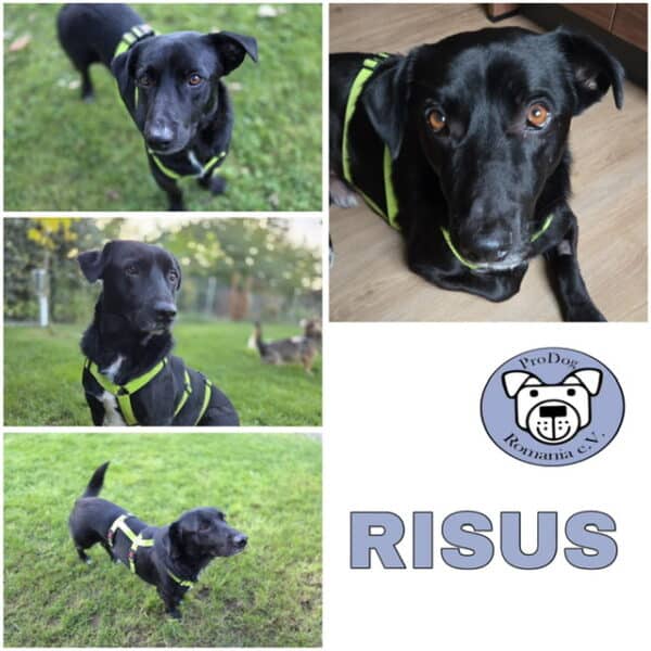 RISUS (♂) in 04519 Rackwitz