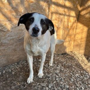 ELLI (♀) - reserviert Tierhilfe Lebenswert DR 29.05.