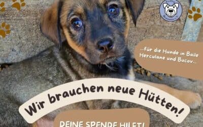 🐶💪 Wir rüsten nochmal auf: Alte Hütten raus – neue Hütten rein! 🏠✨