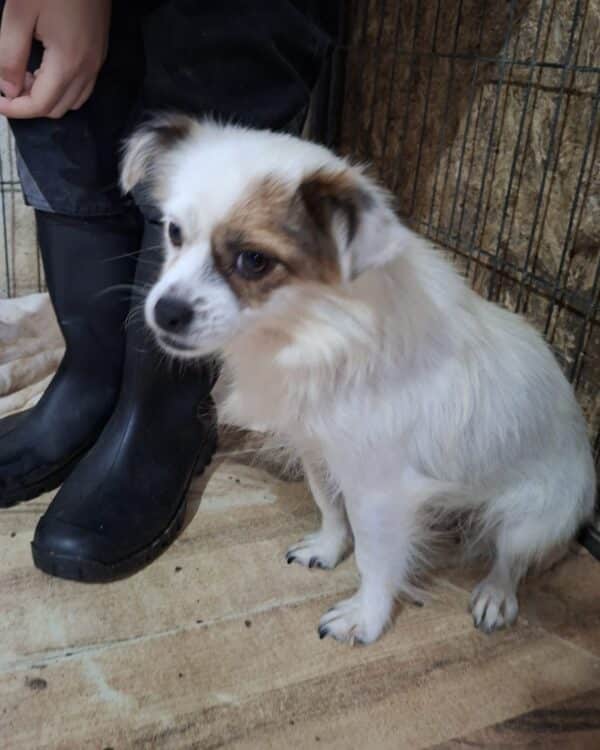 LITTLE HONEY (♀) - reserviert Tierhilfe Lebenswert DR 20.10.25 – Bild 2