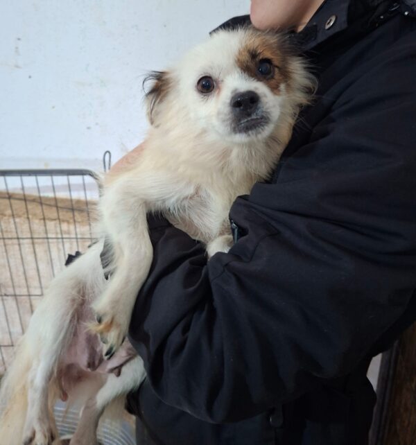 LITTLE HONEY (♀) - reserviert Tierhilfe Lebenswert DR 20.10.25
