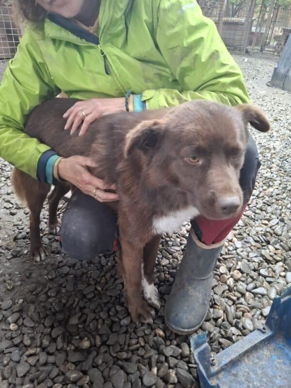TOMMIE (♂) – Bild 2