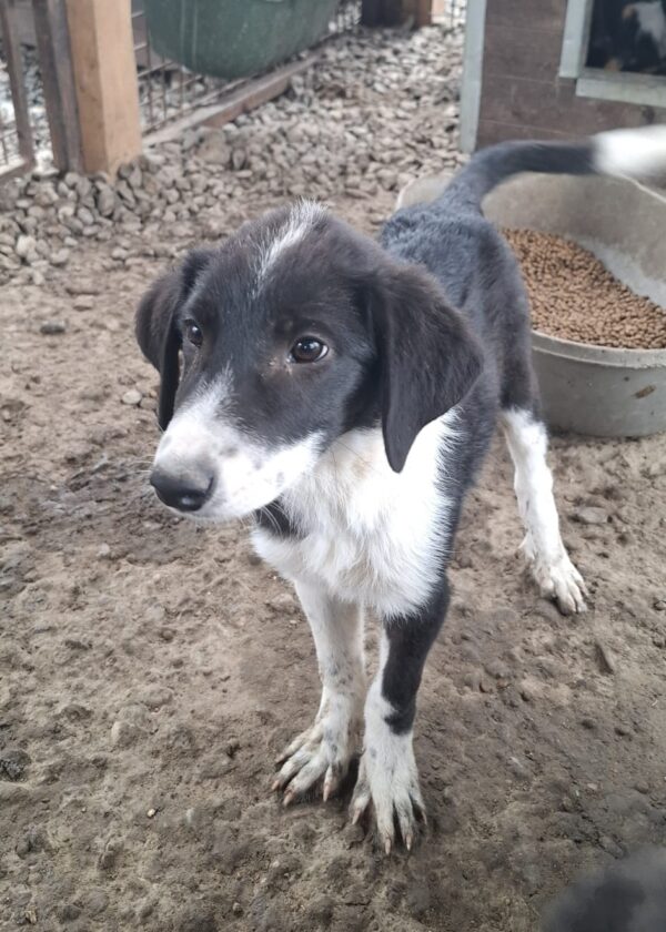 Caya (♀) – Bild 2