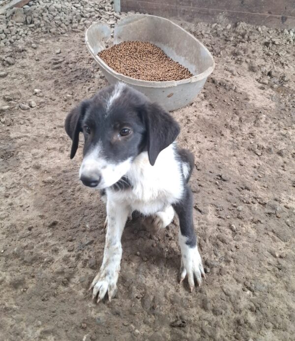 Caya (♀) – Bild 3