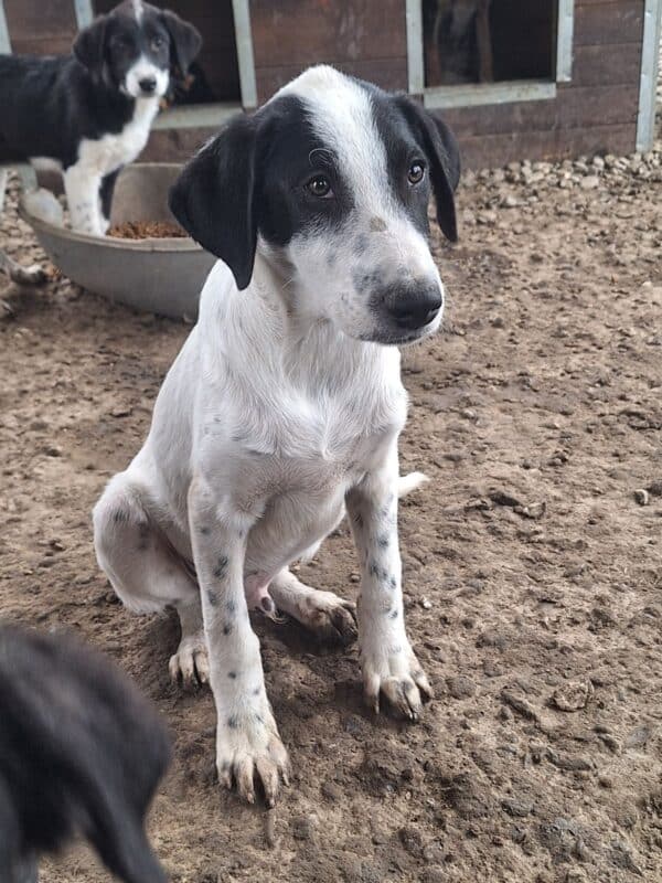 OLIVER (♂) – Bild 2
