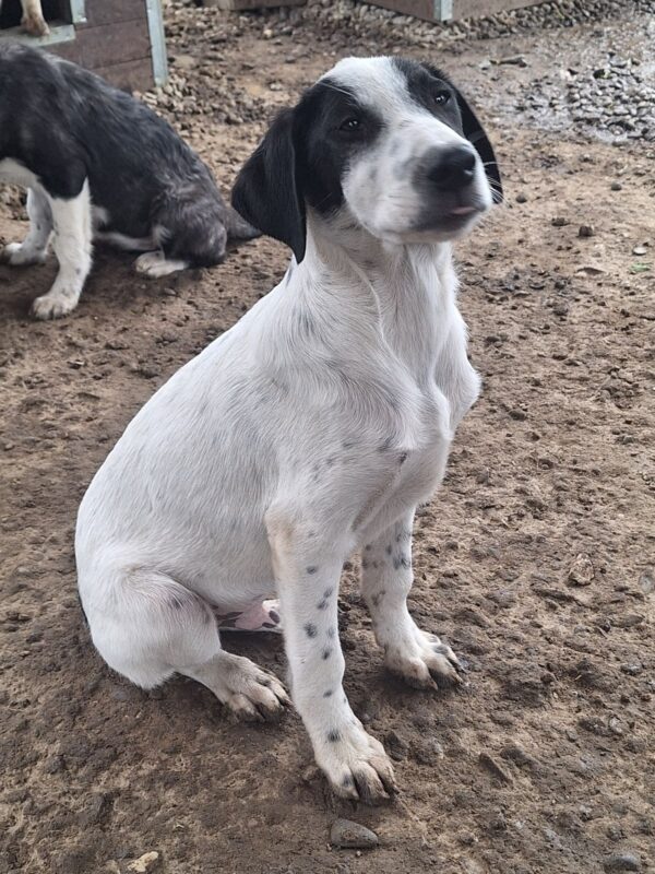 OLIVER (♂) – Bild 3