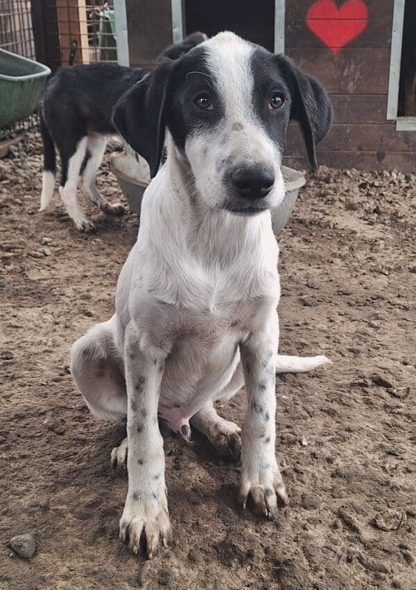 OLIVER (♂) – Bild 4