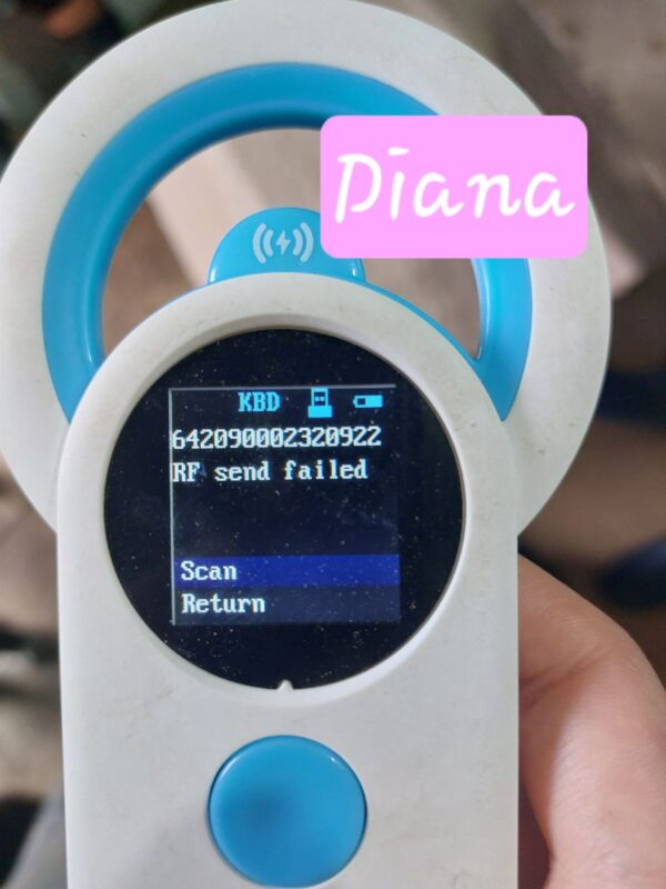 DIANA (♀) reserviert für Tierhilfe Lebenswert DR 10.10.2025 – Bild 4