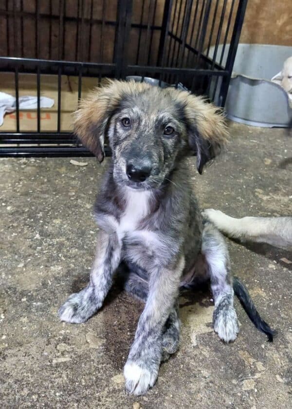 LOTTY (♀) reserviert für Tierhilfe Lebenswert DR 10.10.2025