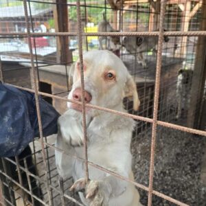 ROY (♂) CAMPINA - ausgereist zur Tierhilfe Lebenswert DR 16.01.26
