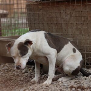 TEO (♂) Vermittlung nur AT