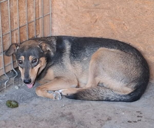 TIANA (♀) – Bild 3