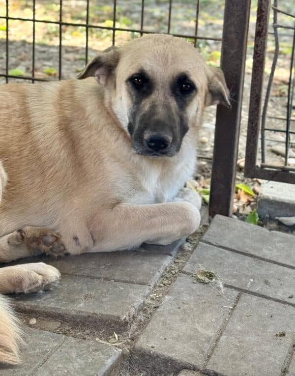 HERMINE (♀) – Bild 4