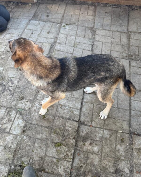 SISSY (♀) – Bild 4