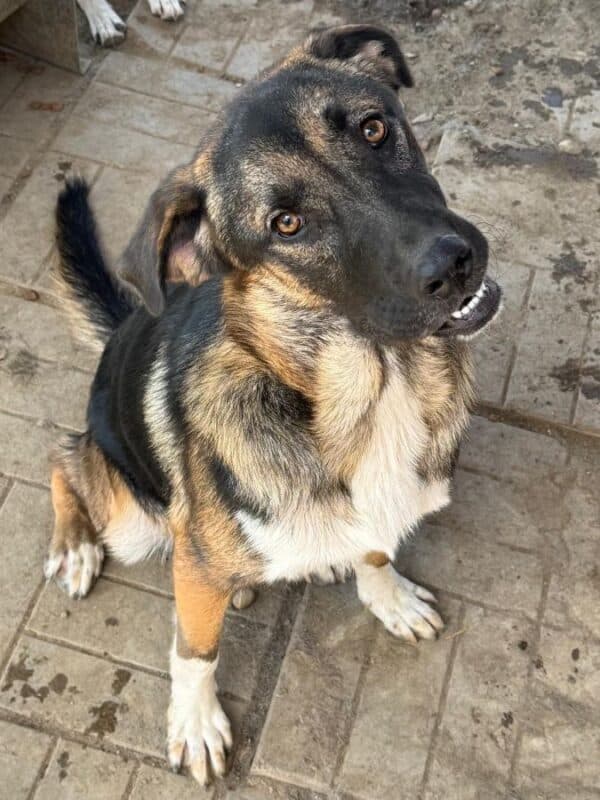 RICCO (♂) – Bild 2