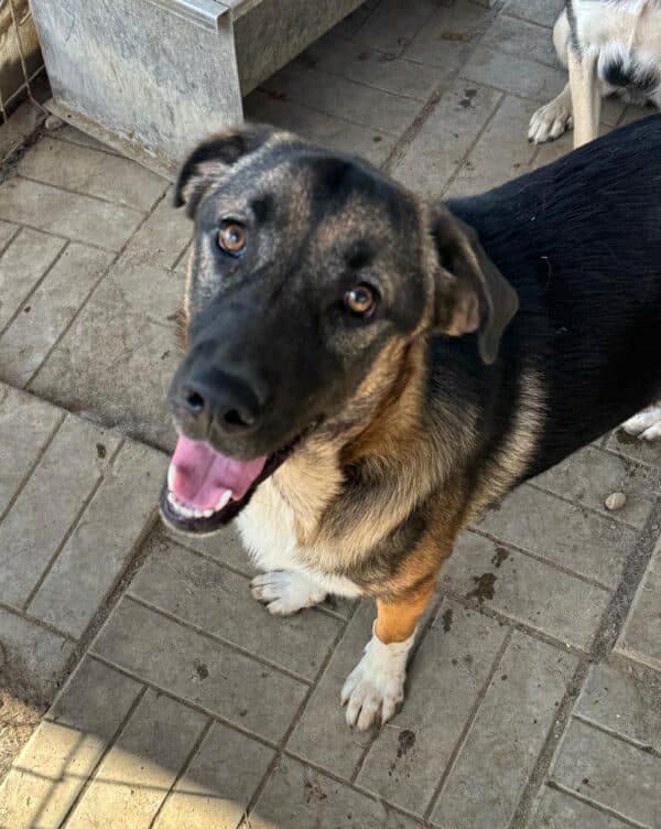 RICCO (♂) – Bild 4