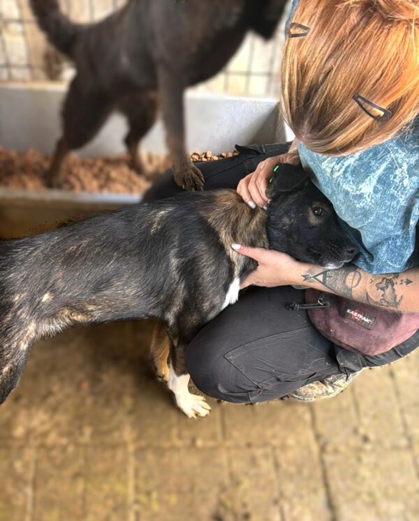 PIGGELDIE (♂) – Bild 4