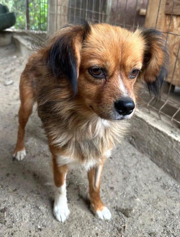 LUMO (♂) - hat Tumor – Bild 2