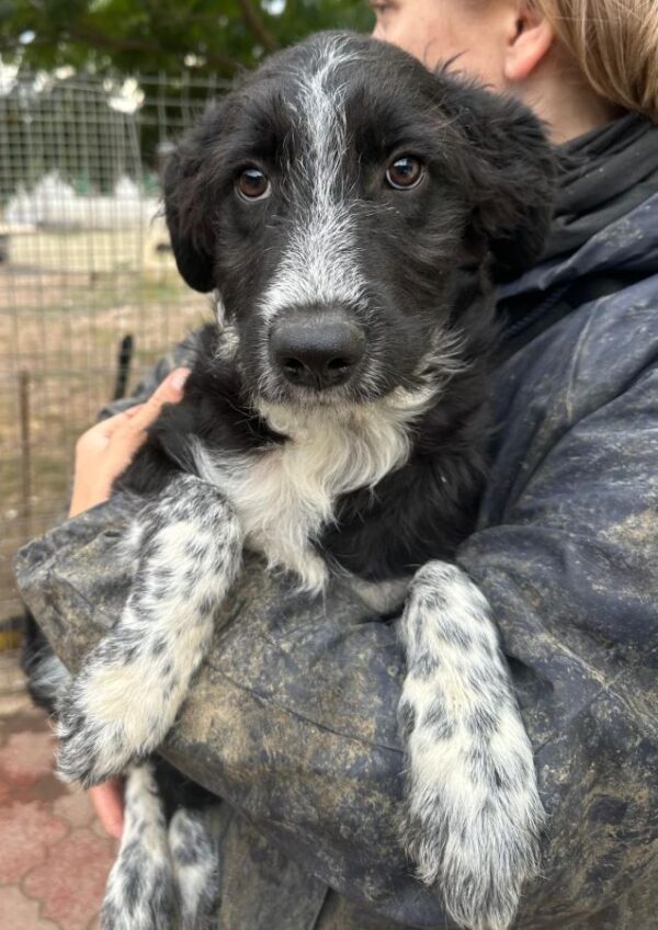 JASMIN (♀) – Bild 6
