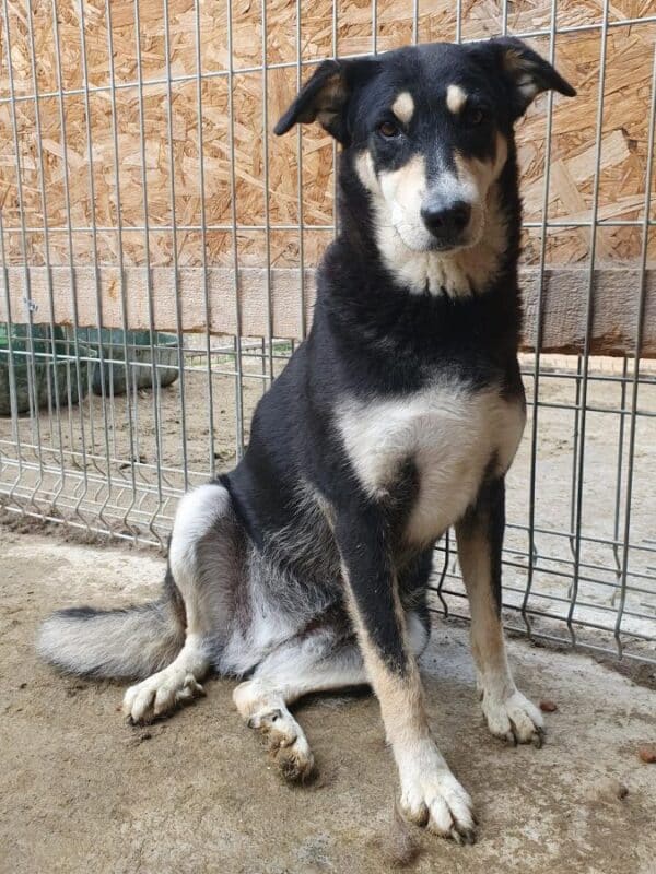 DARYA (♀) – Bild 2