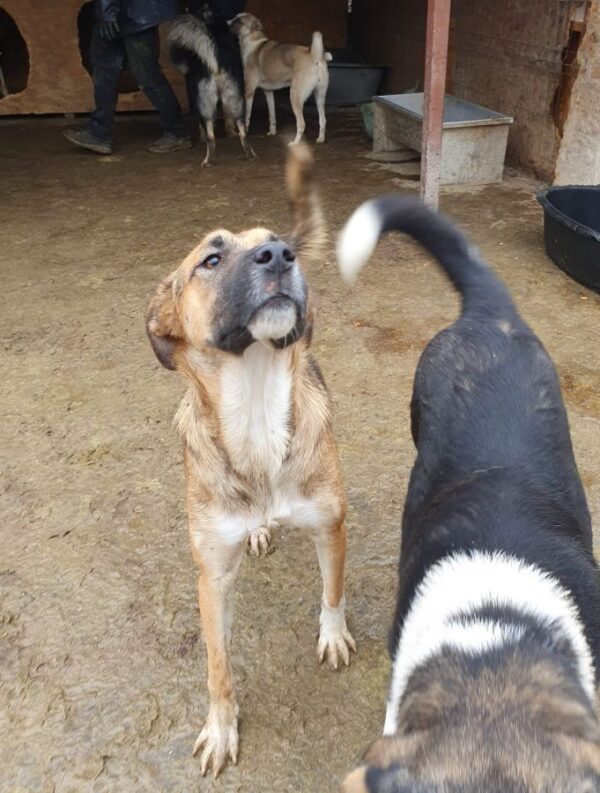 DINAH (♀) – Bild 4