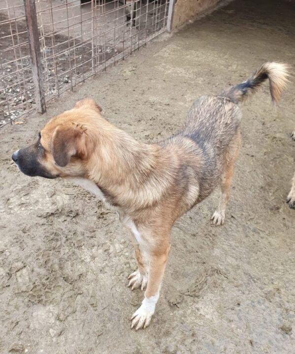 DINAH (♀) – Bild 3