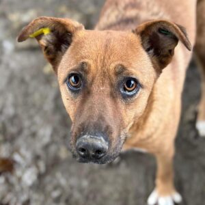 PANACOTTA (♀) - ausgereist zur Tierhilfe Lebenswert DR 27.04.2026