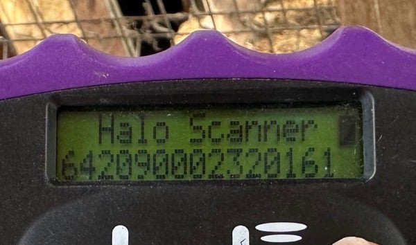 H5PLK450 (♀) – Bild 4