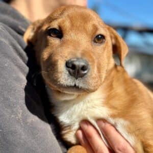 KOS (♂) - vermittelt NH