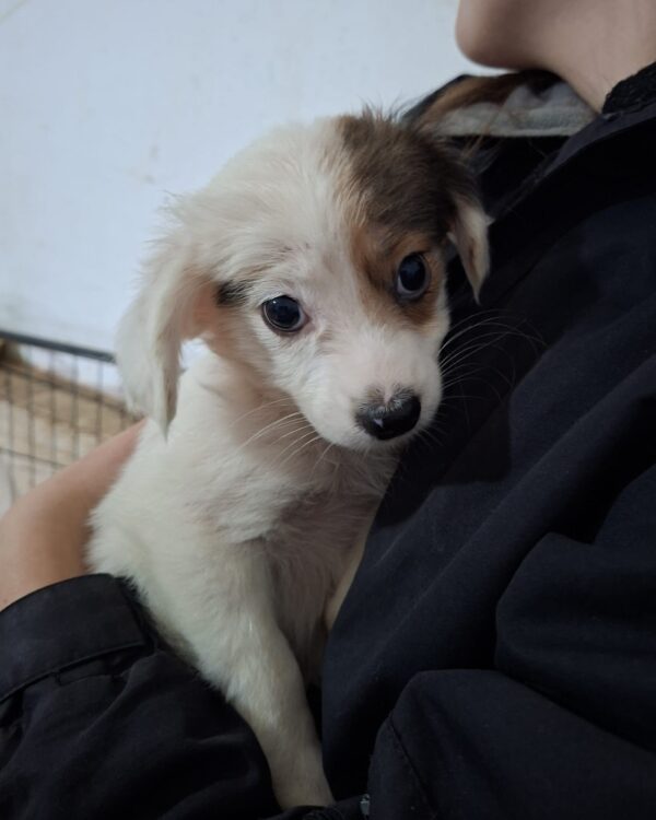 LILLY (♀) - reserviert Tierhilfe Lebenswert DR 20.10.25