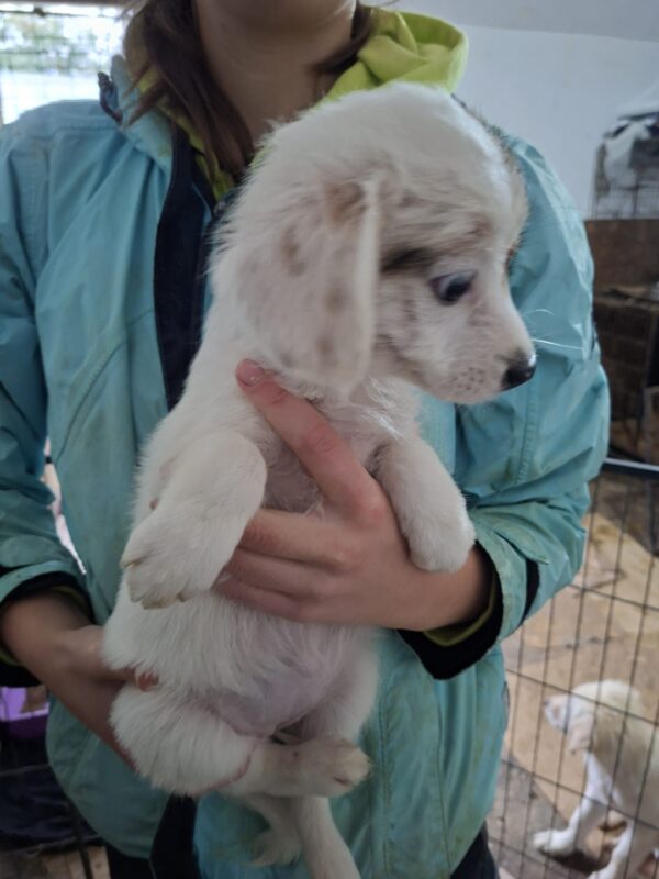LILLY (♀) - reserviert Tierhilfe Lebenswert DR 20.10.25 – Bild 5