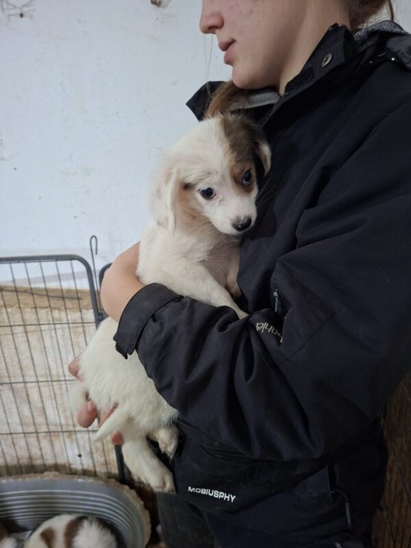 LILLY (♀) - reserviert Tierhilfe Lebenswert DR 20.10.25 – Bild 6
