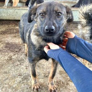 ORLANDO (♂) - medizinischer NOTFALL, benötigt OP